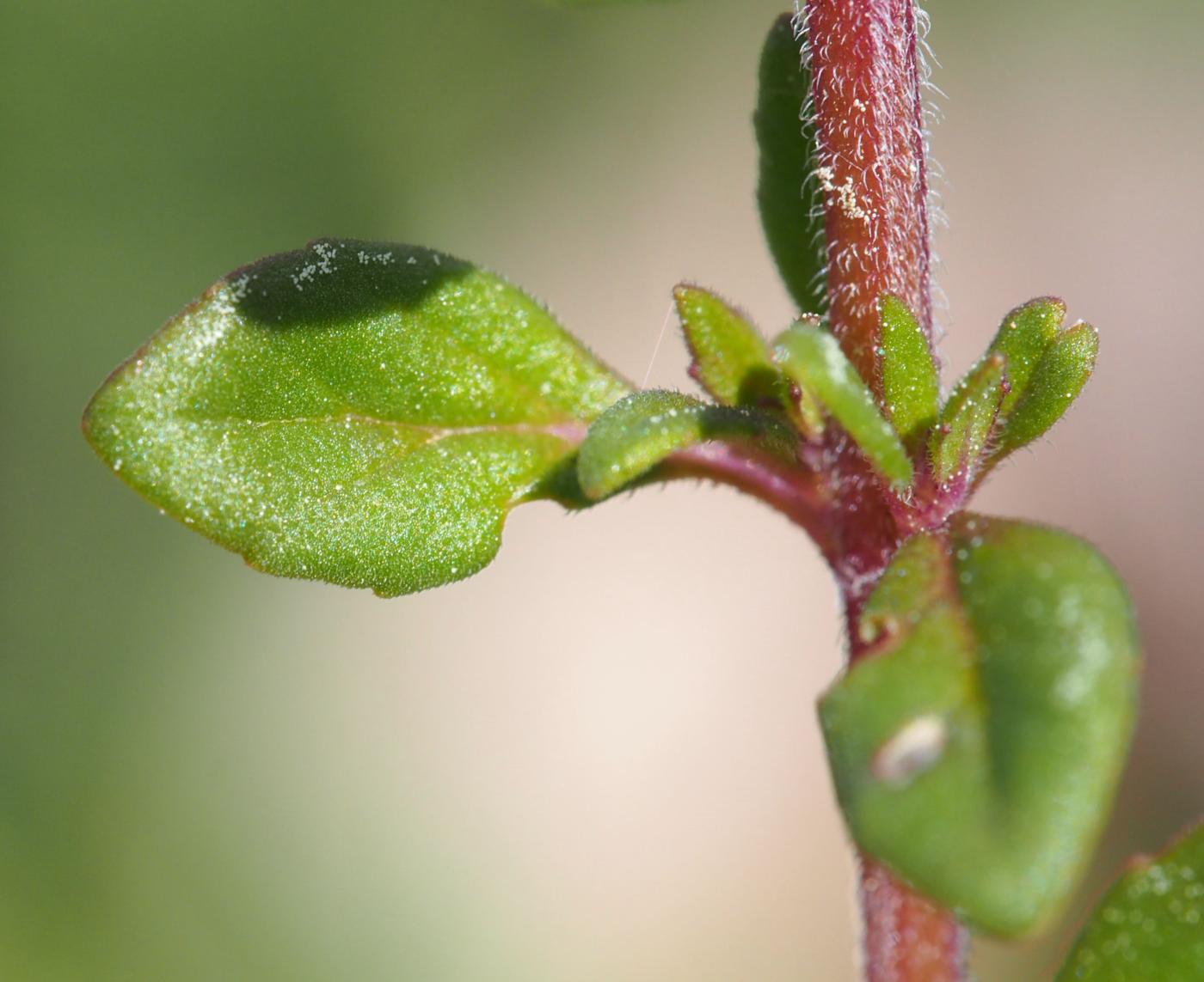 Basil-thyme leaf